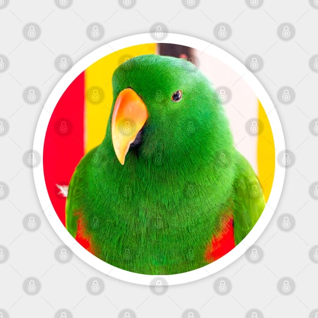 Male Eclectus Parrot (North East Australia) Magnet by Upbeat Traveler